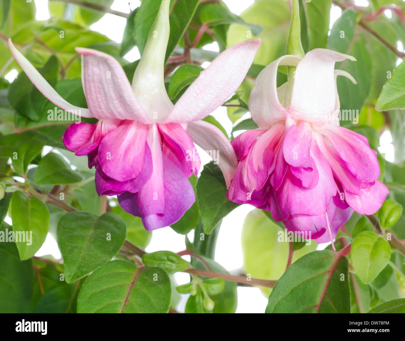 Blooming fuchsia flower branch is isolated on white background, `Philippe` Stock Photo